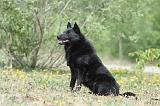 SCHIPPERKE 530